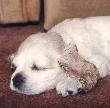 Corky | Cutest Puppy | The Moxons logo