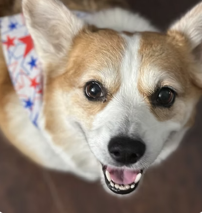 Reba | Best Smile | The Johnson Family logo