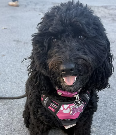 Maizy | Best Smile | The Trentham Family logo