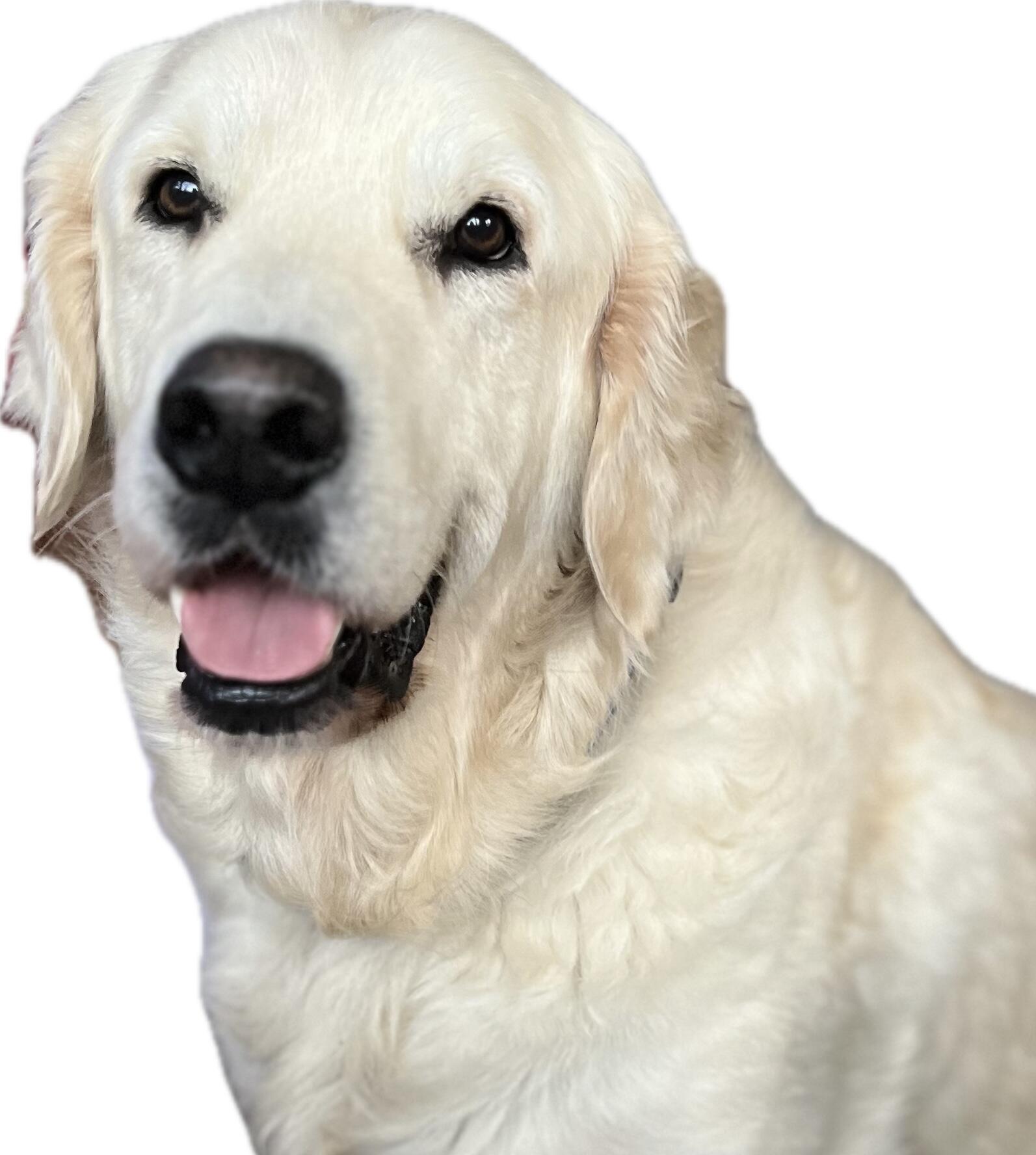 Duke logo