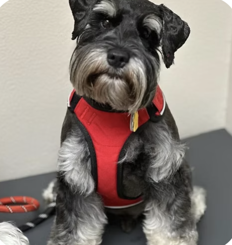 Koda | Best Dressed | Shelley Delgado logo