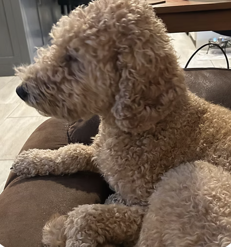 Ellie | Cutest Puppy | Mizell Family logo