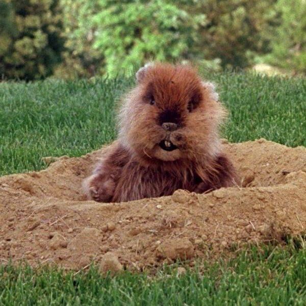 Mr Gopher