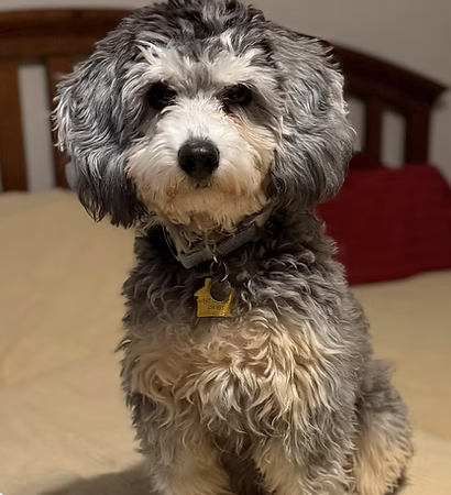 Teddy |  Best Trick | Carole Dodd logo