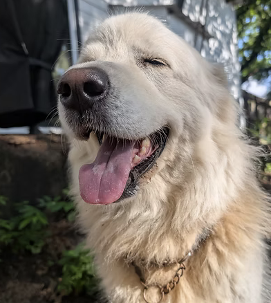 Bella | Best Smile | The Kirchmeier  Family logo