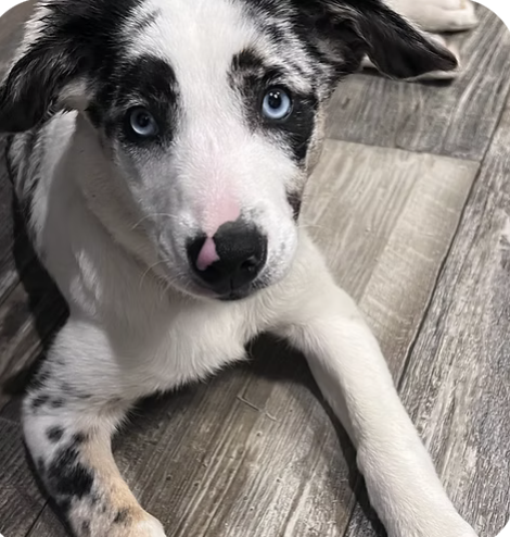 Stormy | Cutest Puppy | Allison Goodling logo