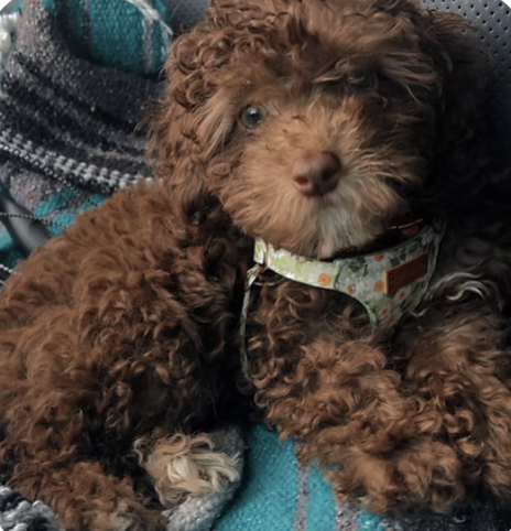 Mochi | Cutest Puppy | The Jamie Family logo