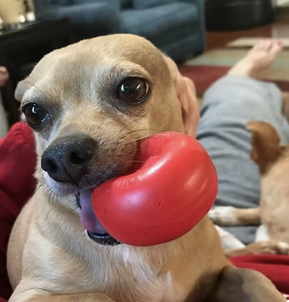 Cash | Cutest Puppy | Onie Ortiz logo