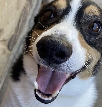 George | Best Smile | The Johnson Family logo