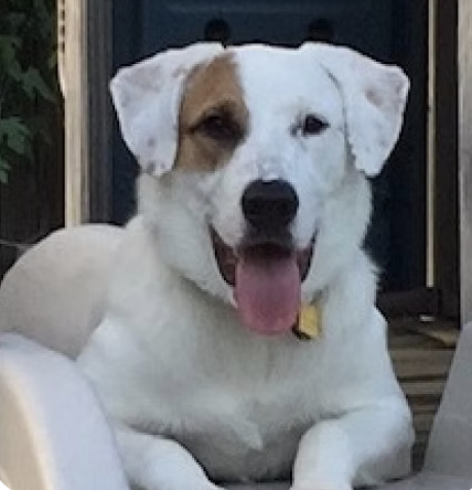 Tripp | Best ears | The Moxons logo