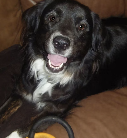 Pepper | Best Smile | The Moxons logo