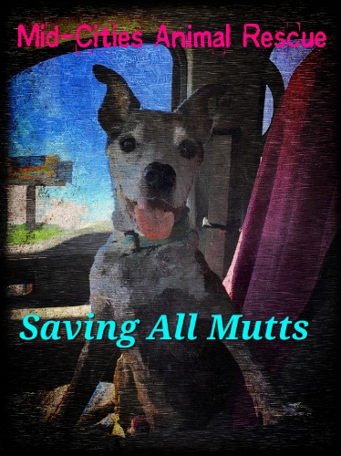 Saving All Mutts