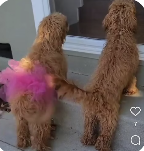 Theo & Phoebe | Wiggliest Tail | Cassie Harper logo