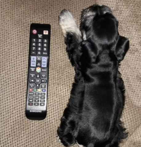 Lil Couch Beaux-tato | Smallest Dog | Shelley Delgado logo