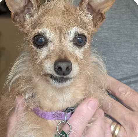 Sophie | Looks Like Owner | Mary Calloway-Evan logo