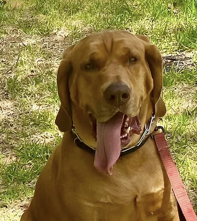 Charlie | Best Smile | The Dickey Family logo