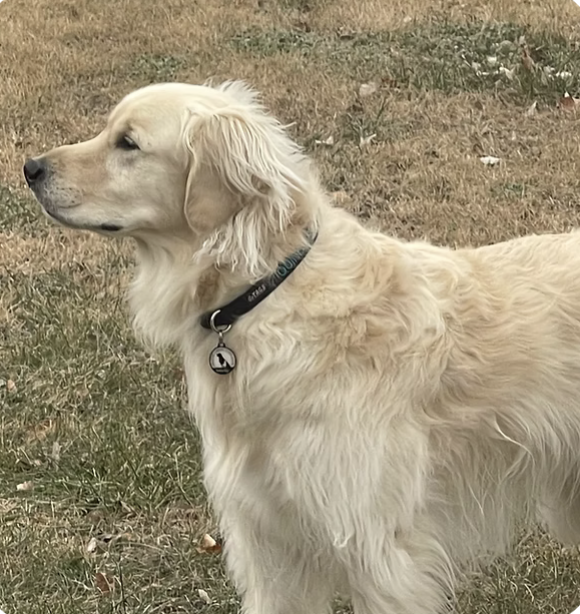 Quincy | Best Rescue Story | Quincy Noffsinger logo