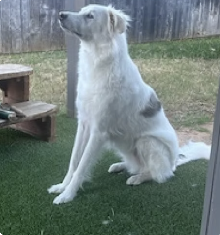 Riggins | Best Rescue Story | Libby Boyles logo