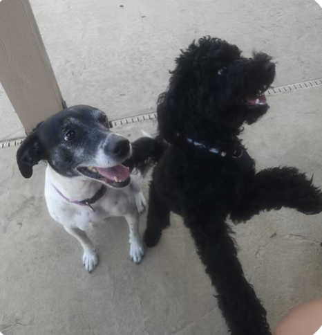 Flo and Jean-Luc | Wiggliest Tail | The Wright Family logo