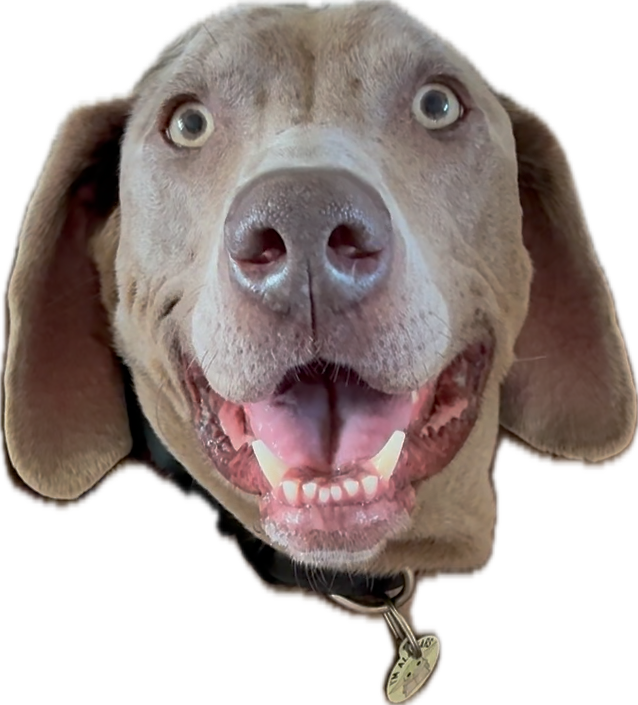 Reggie the Rescue logo