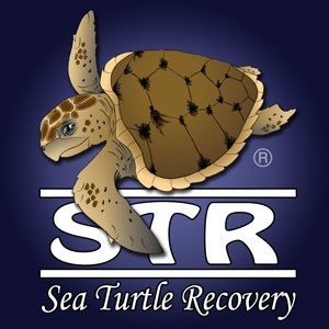 Sea Turtle Recovery