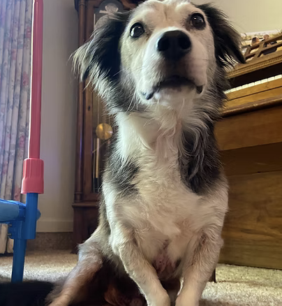 Maverick | Best Rescue story | Megan Hoffner logo