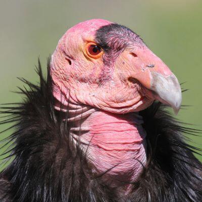 California Condors logo