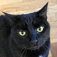Curtis Granderson Jr. the Cat Team logo