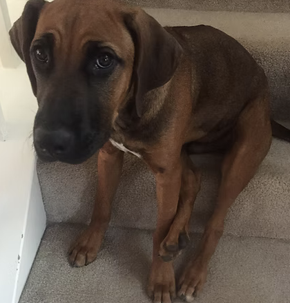 Leo | Cutest Puppy | The Carnahan Family logo