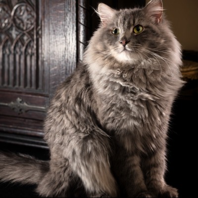 Giles Purry