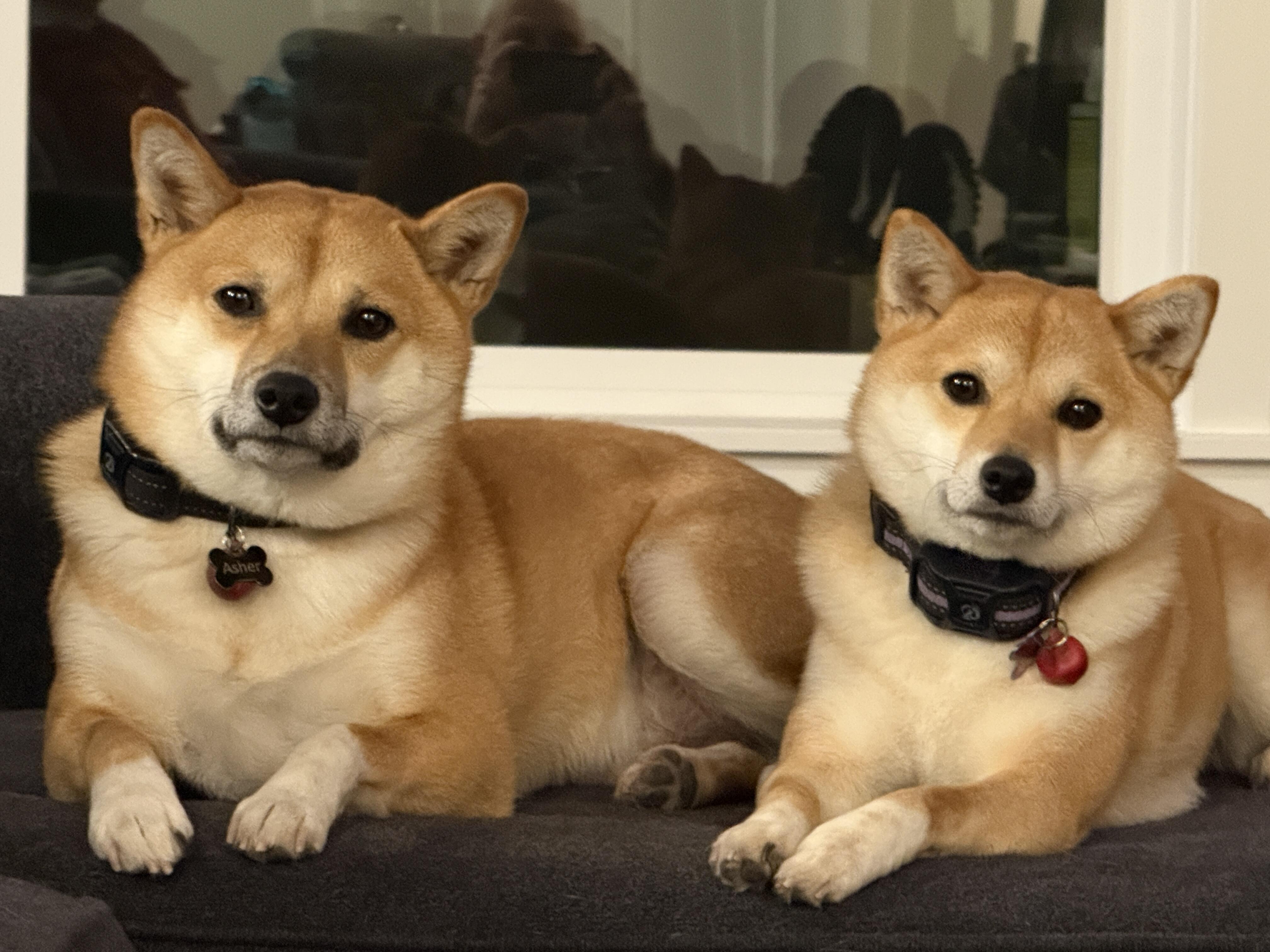 Team Shiba logo