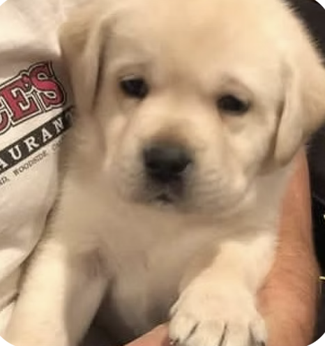 Hank | Cutest Puppy | Cleva Steadman logo