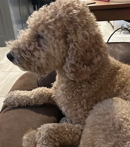 Ellie | Best Ears | Mizell family logo