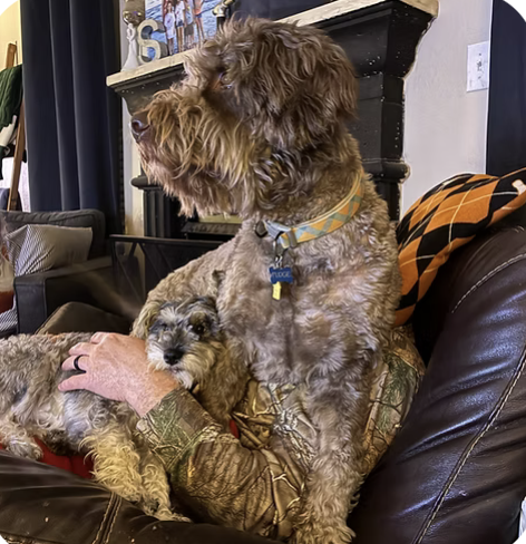 Pudge and BlueBell | Look Most Like Owner | Danielle Simpson logo