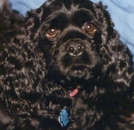 Chelsea | Best ears | The Moxons logo