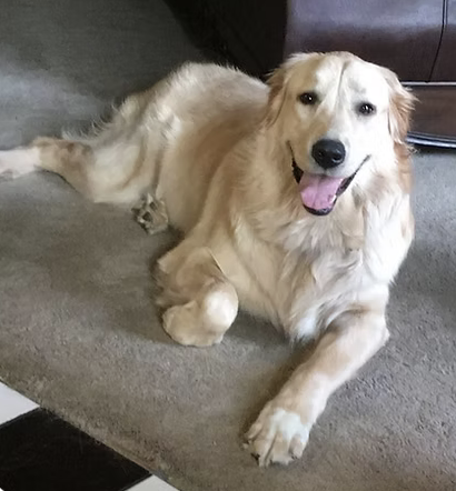 Sadie | Best Smile | The Moxons logo