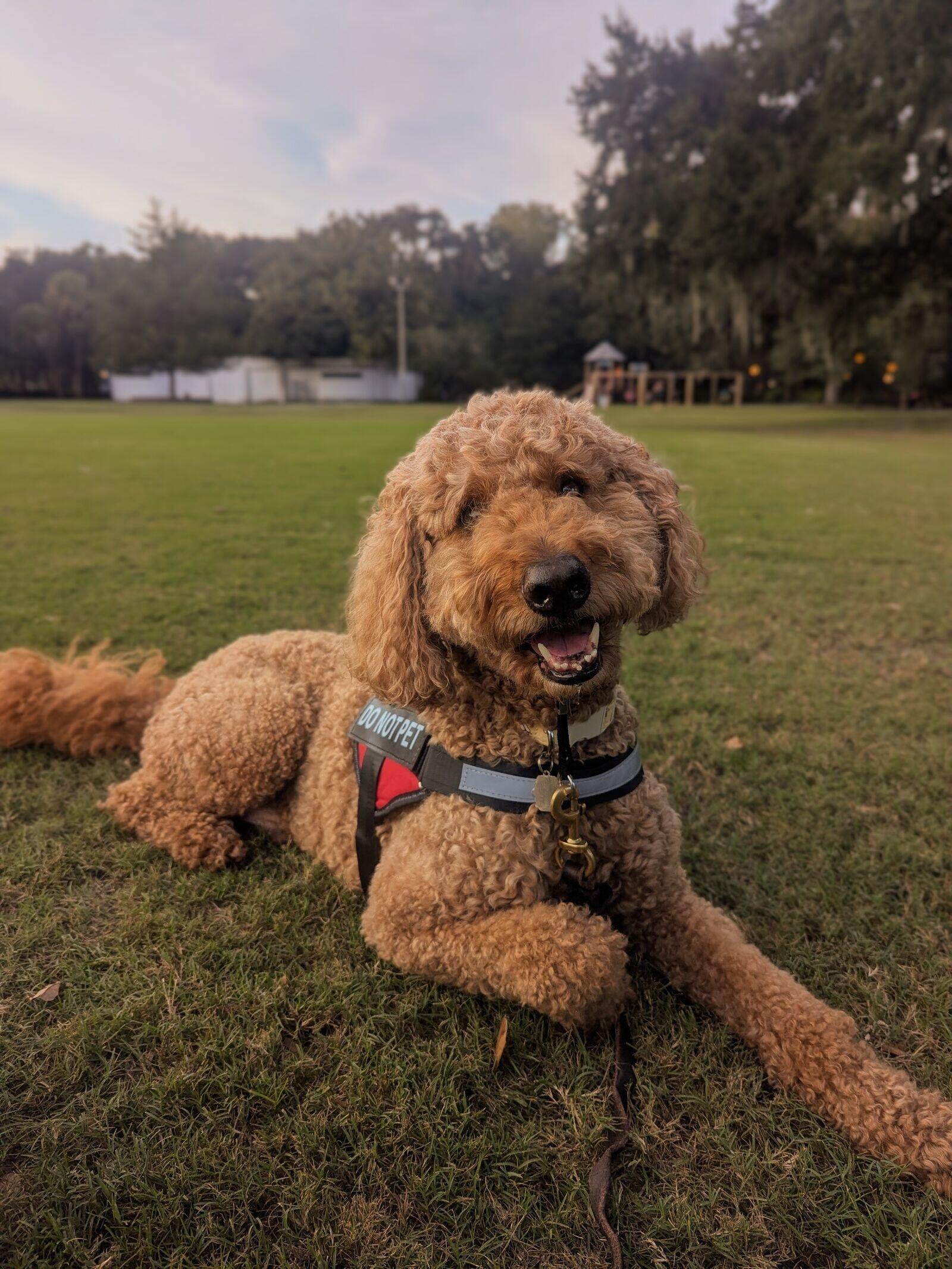 Augie Doggie logo