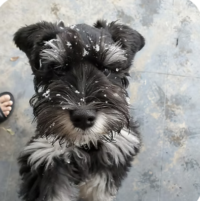 Koda | Best Dressed | Shelley Delgado logo