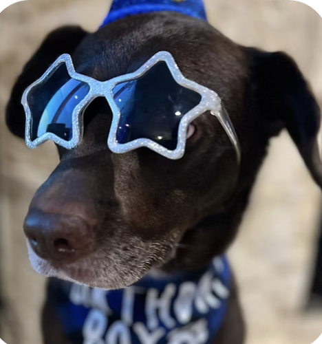 Rocky | Best Dressed | The Pena Family logo