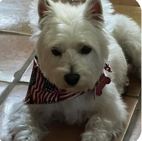 Maggie Mae | Cutest Puppy | Del Brewer logo