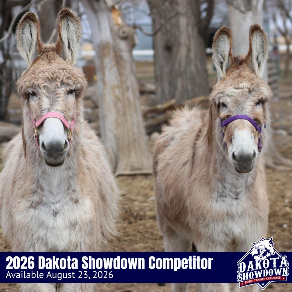 Team Donkeys