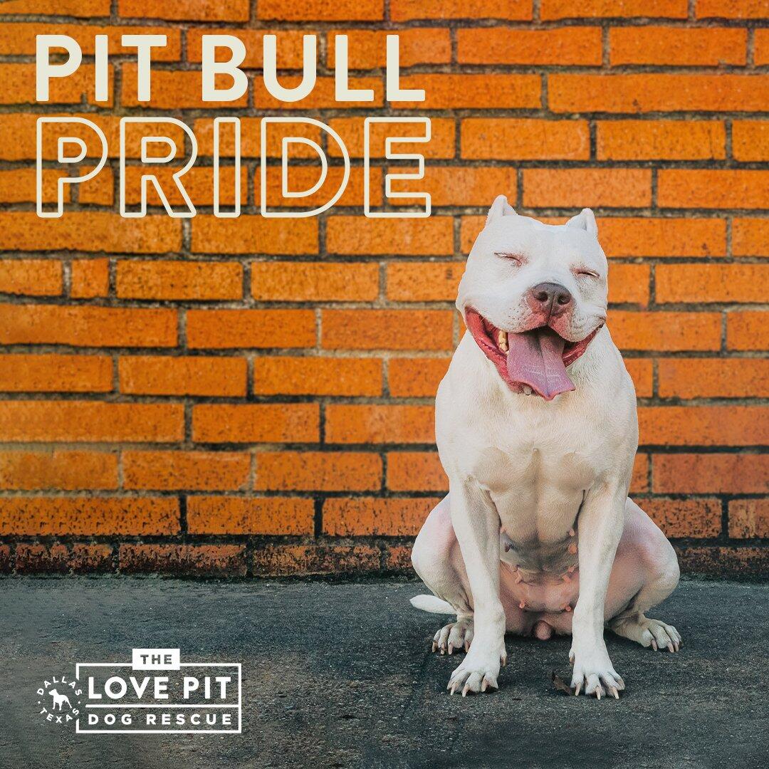 Pittie and the Steps logo
