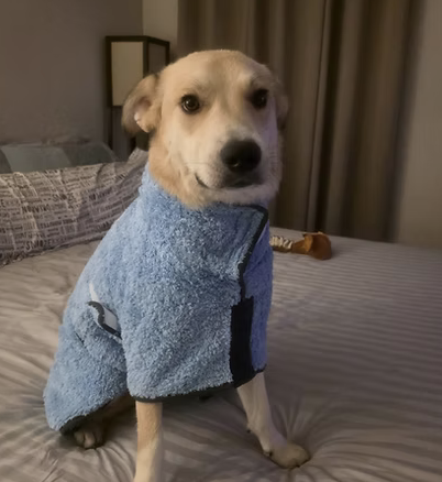 Django | Best Dressed | Allison Heim logo