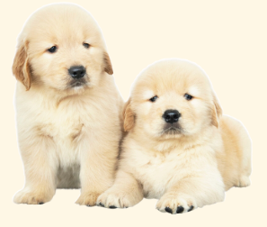 Team Dog (Woof!) logo