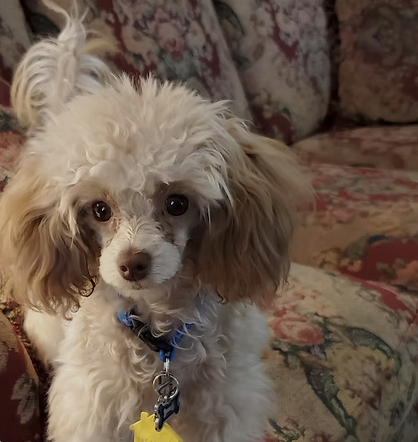 Dirk | Smallest |  Loretta Ross logo