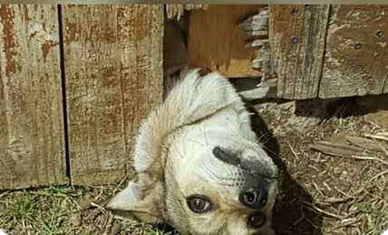 Charlotte | Best Trick | The Greenman Family logo