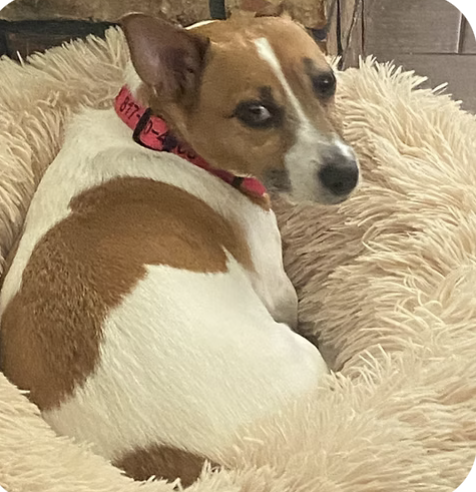 Callie Ann | Wiggliest Tail | Debbie Hawkins logo