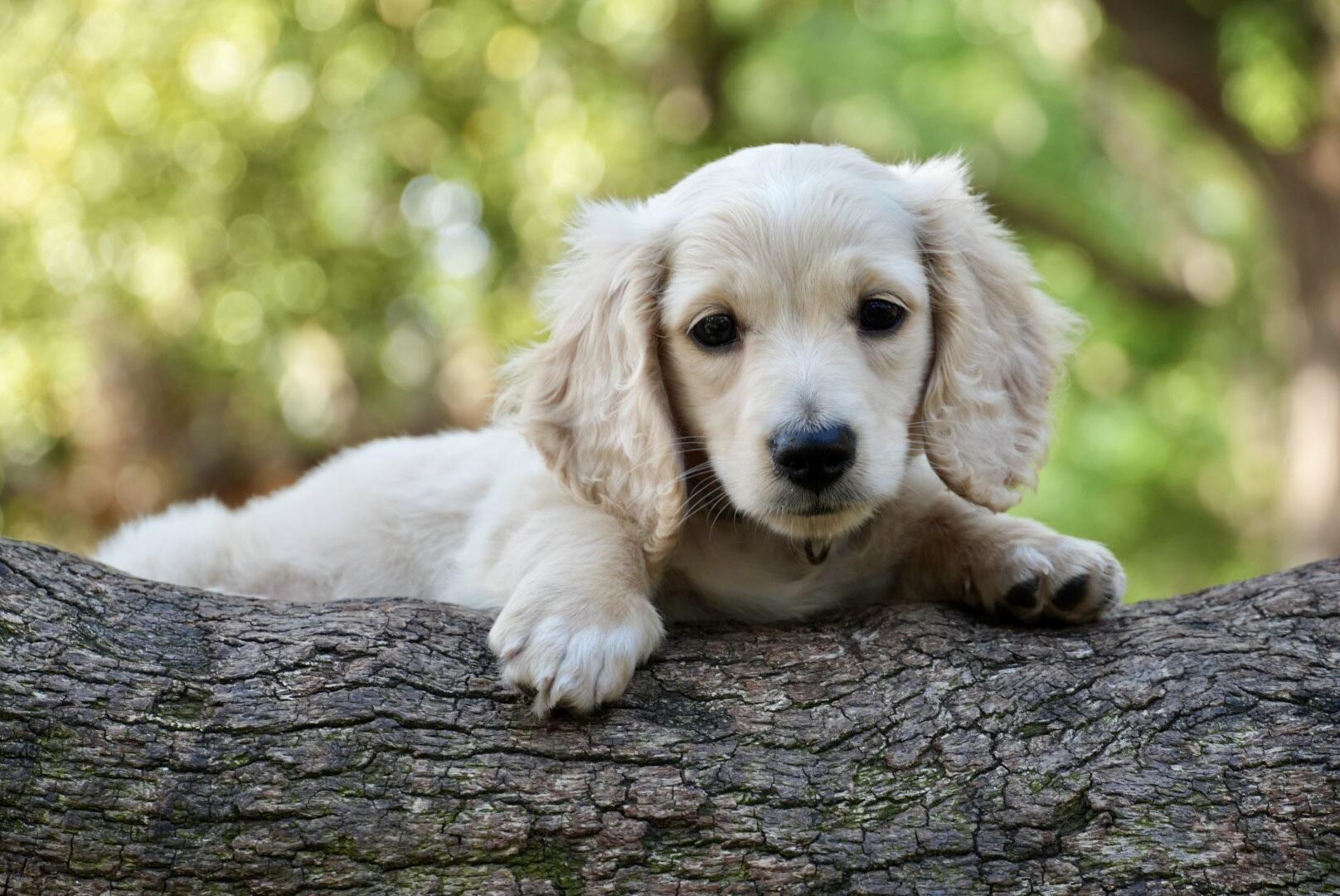 Falcor logo