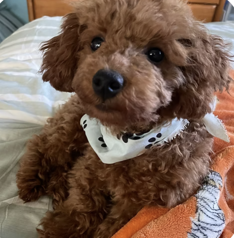 Pumpkin | Cutest Puppy | Noelle Thurston logo