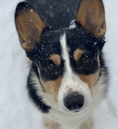 George |  Best Ears | The Johnson Family logo